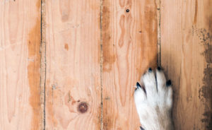 dog on wooden floor